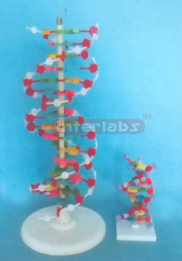 DNA DOUBLE HELIX MODEL